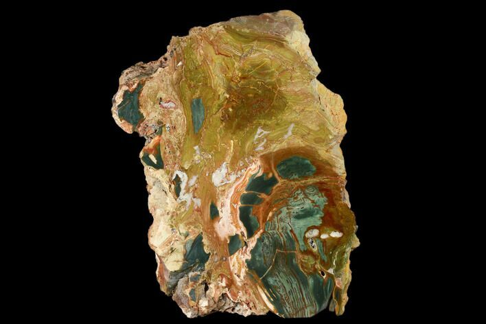 Polished, Gary Green (Larsonite) Petrified Wood - Oregon #180202